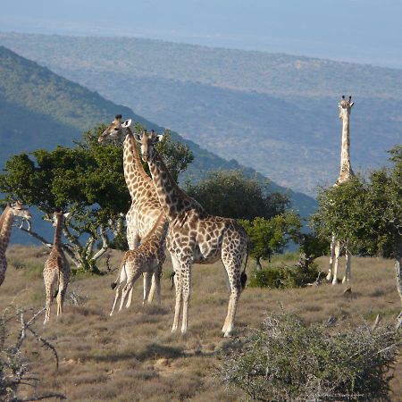 Koedoeskop Private Mountain Reserve Waterford エクステリア 写真