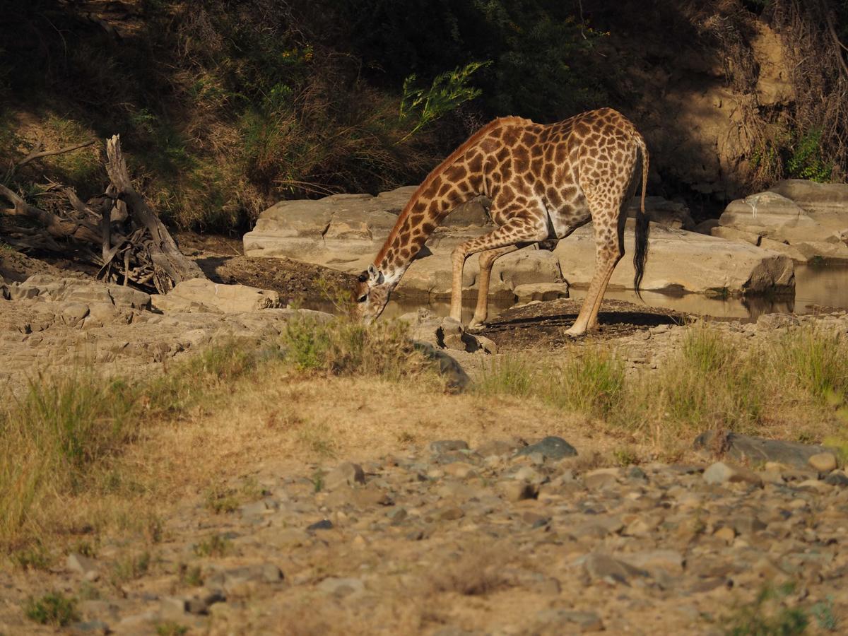 Koedoeskop Private Mountain Reserve Waterford エクステリア 写真