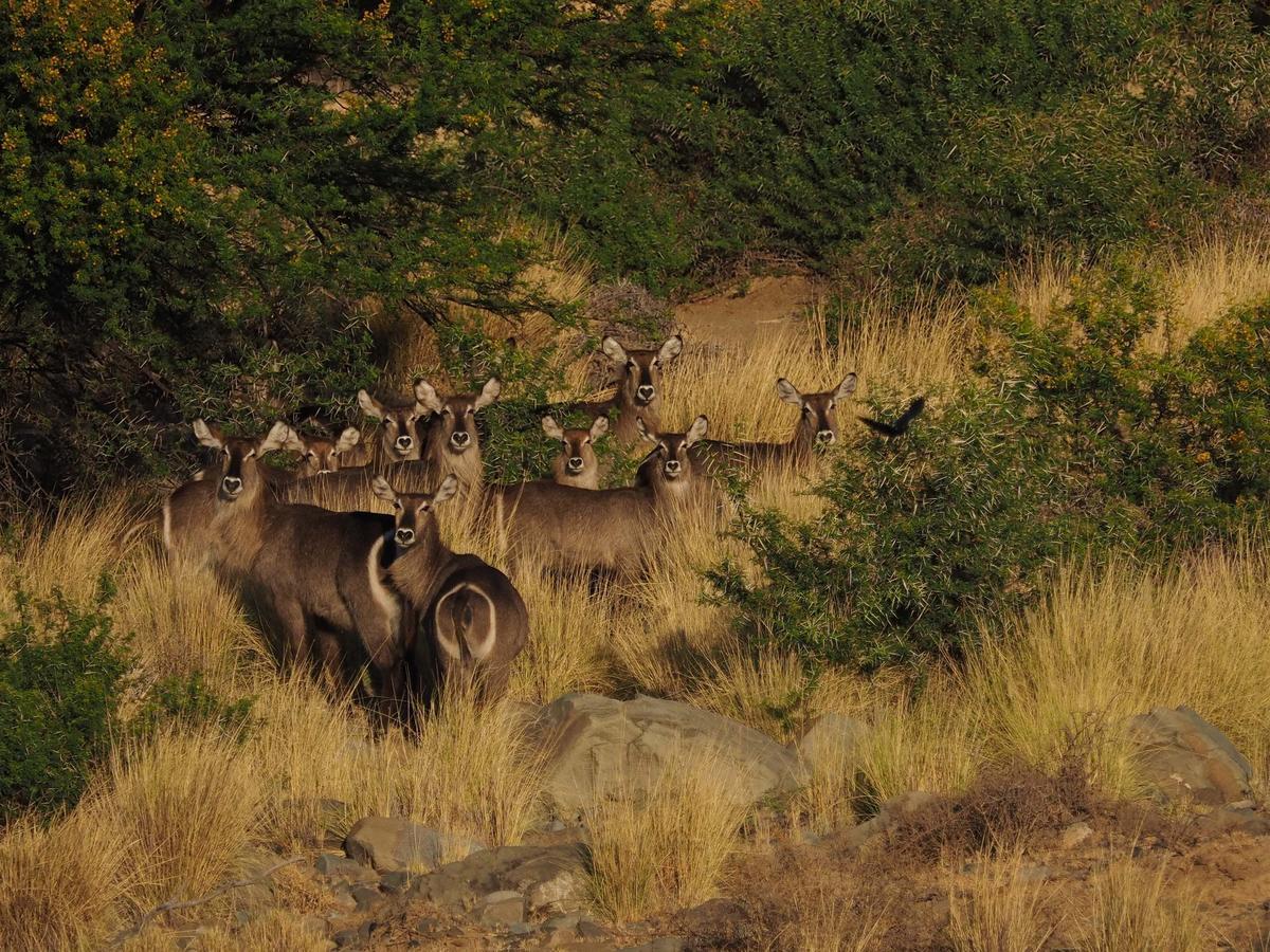 Koedoeskop Private Mountain Reserve Waterford エクステリア 写真