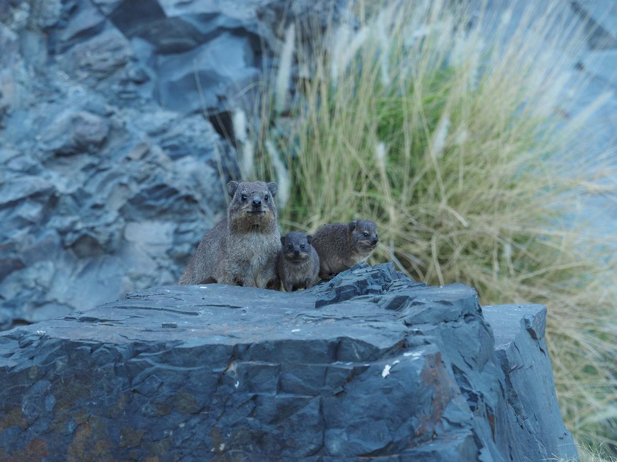 Koedoeskop Private Mountain Reserve Waterford エクステリア 写真