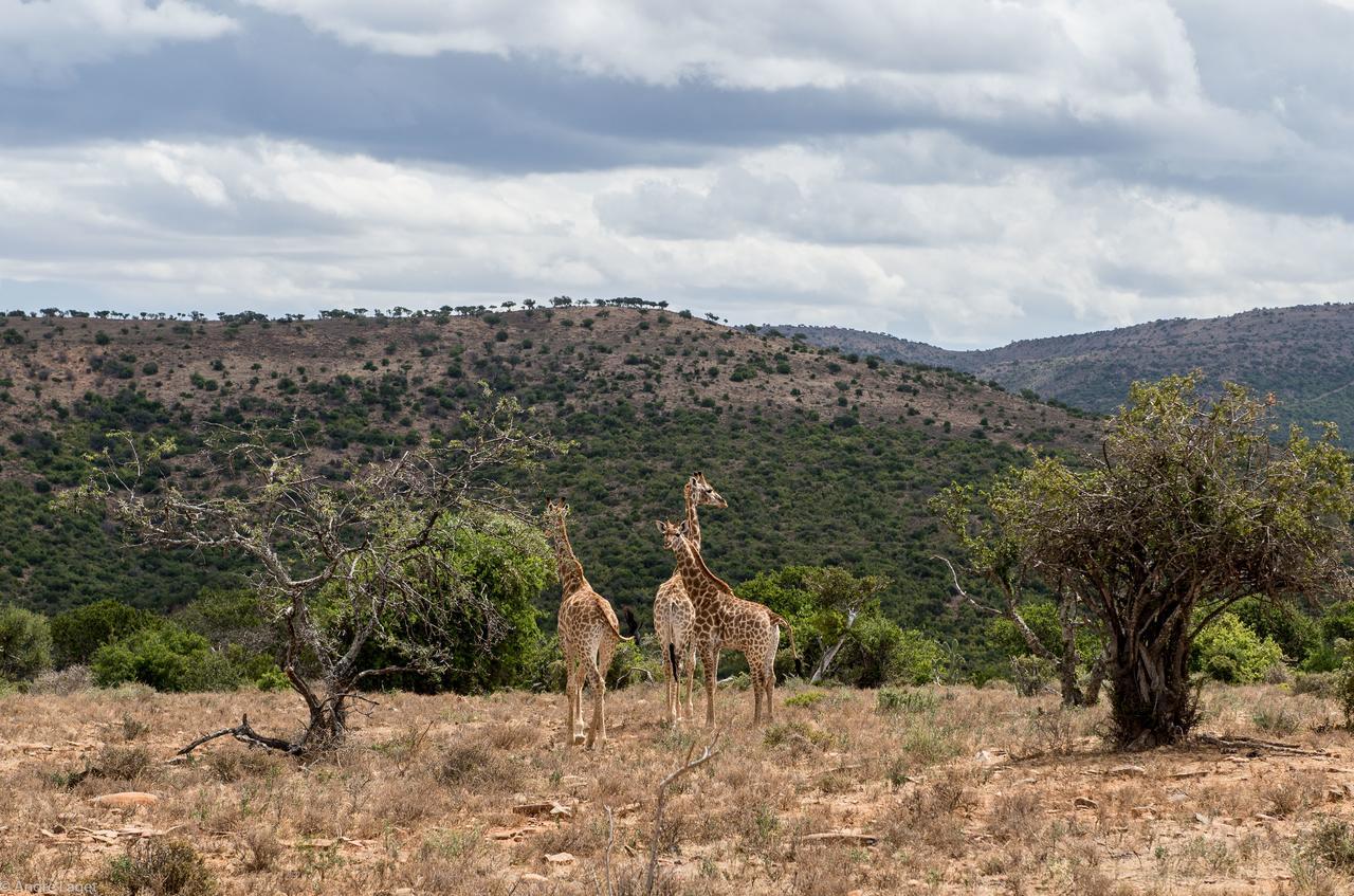 Koedoeskop Private Mountain Reserve Waterford エクステリア 写真