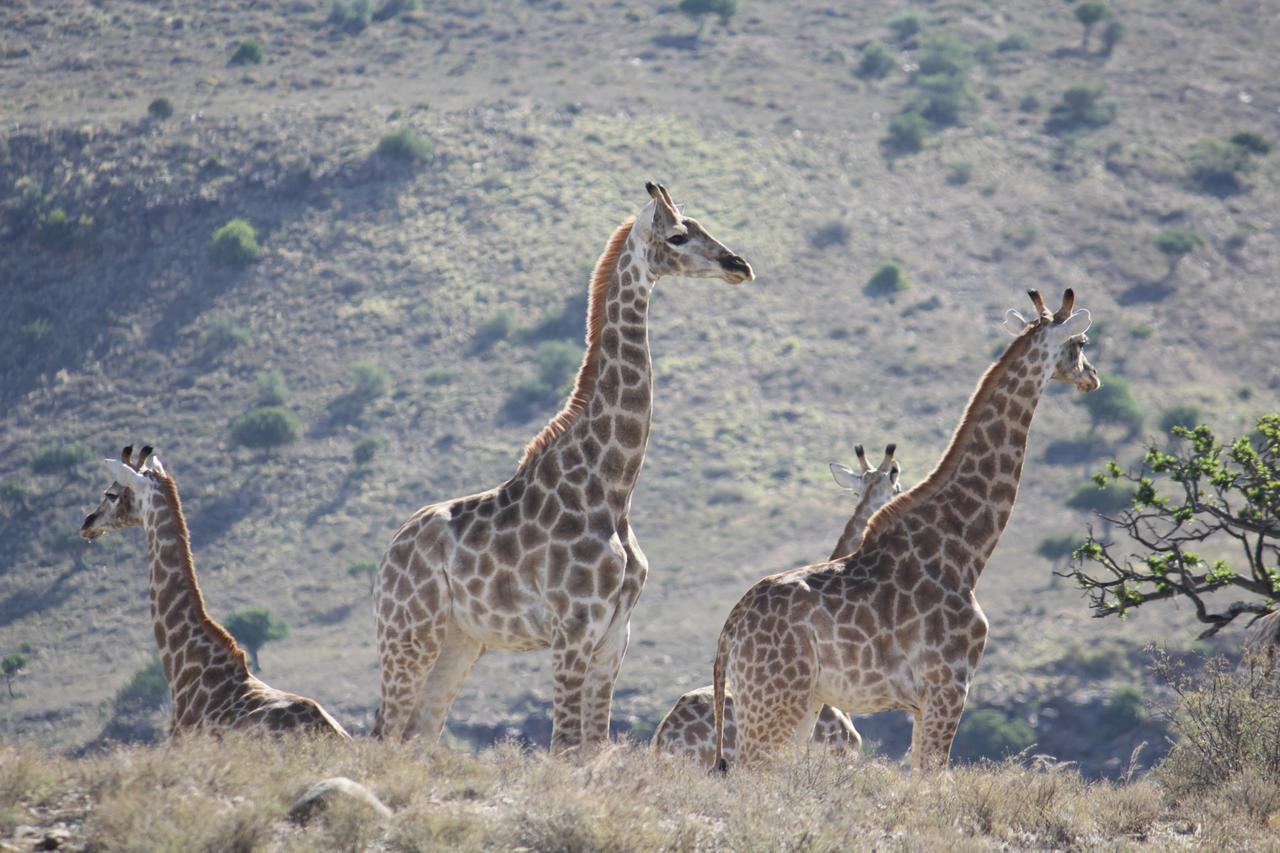 Koedoeskop Private Mountain Reserve Waterford エクステリア 写真